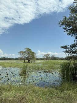 unzählige Seerosen in den Gewässern auf Sri Lanka