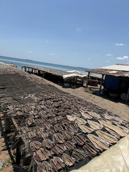 Fisch auf Trockengestellen Sri Lanka