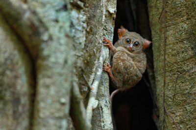 Tarsier, Koboldmaki auf Sulawesi