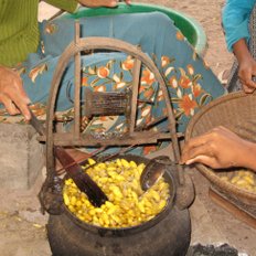 Kokons der Seidenraupen auf Silk Island