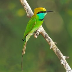 Yala Nationalpark
