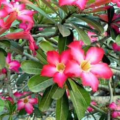 Frangipaniblüten