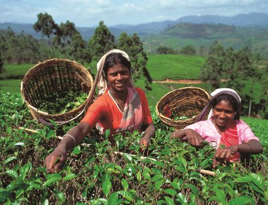 Teeanbau auf Sri Lanka