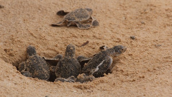 Schildkröten Schutzzentrum Hikkaduwa