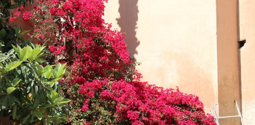 Bougainvillea in den Gassen von Marrakesch