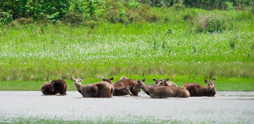 Hirsche im Khao Yai Nationalpark Zentralthailand