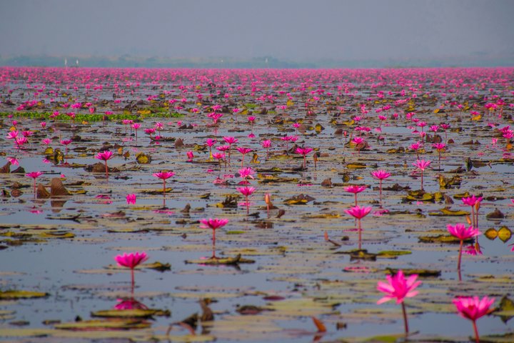 Seerosen am Kumphawapi See Nordostthailand 