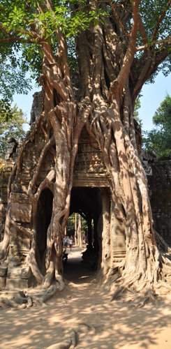 Der Urwald nimmt die Tempel von Angkor wieder in Besitz