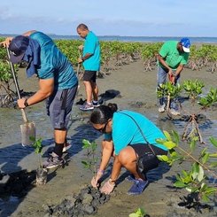 Sri Lanka erleben - Mangroven pflanzen Ambalangoda
