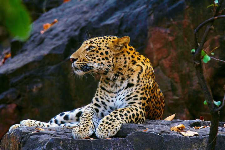 Leopard im Nationalpark hautnah - Höhepunkt einer Sri Lanka Reise