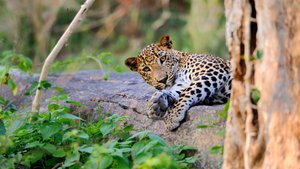 Wildleopard auf Sri Lanka