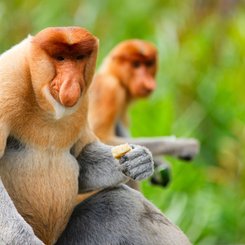Langnasenaffen - nur auf Borneo beheimatet