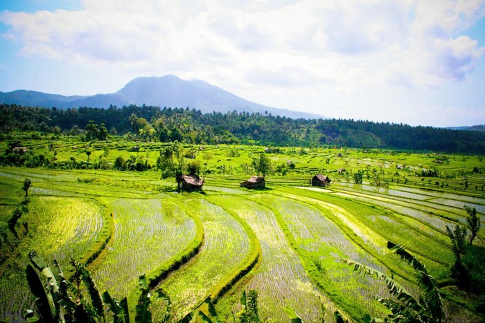 Reisterrassen Region Sidemen Bali Indonesien