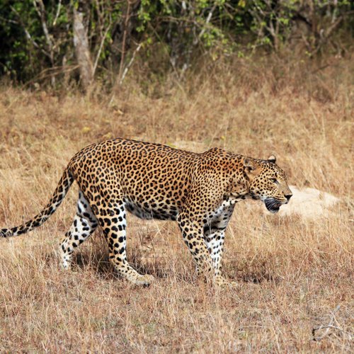 Yala Nationalpark leopard