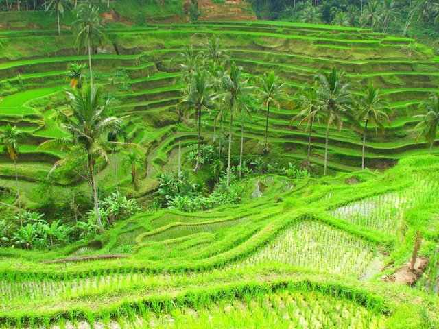 Bali Reisterrassen