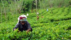 Teepflueckerin Sri Lanka