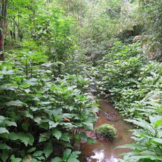 Dschungelwanderung Bali