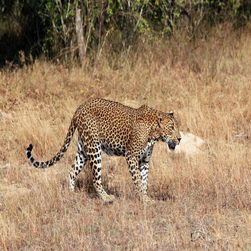 Yala Nationalpark