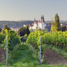 Blick über die Weinberge auf die Albrechtsburg in Meissen