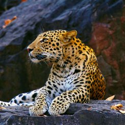 Leopard im Nationalpark hautnah - Höhepunkt einer Sri Lanka Reise