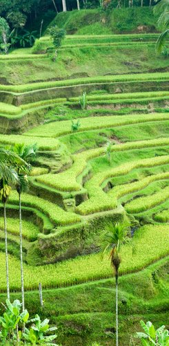 Bali Reisterrassen