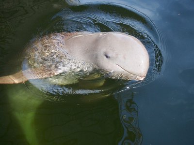 seltener Süßwasser Irrawaddy Delphin - im Süden von Laos und in Kambodscha bei Kratie