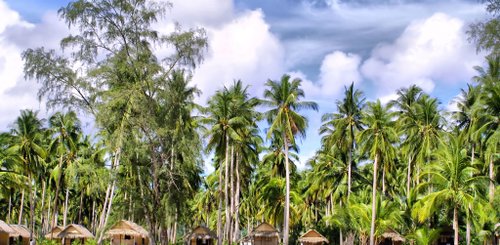 Kokosnusspalmen am Strand von Koh Chang