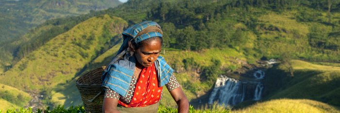Teepflueckerin Sri Lanka