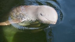 seltener Süßwasser Irrawaddy Delphin - im Süden von Laos und in Kambodscha bei Kratie