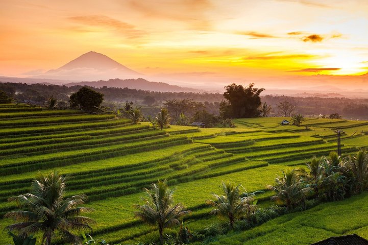 Reisfelder Bali bei Munduk - Jatiwaluh 