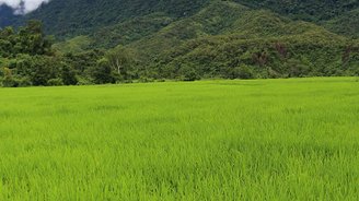 Grün in allen Schattierungen. Faszinierende Natur gehört zu Laos Reisen dazu.