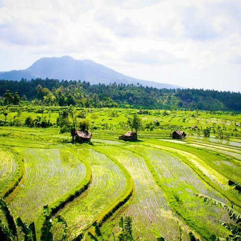 Reisterrassen Region Sidemen Bali Indonesien