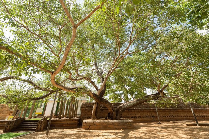 Anuradhapura Sri Maha Bodi - heiliger Baum