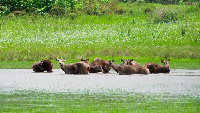 Hirsche im Khao Yai Nationalpark Zentralthailand