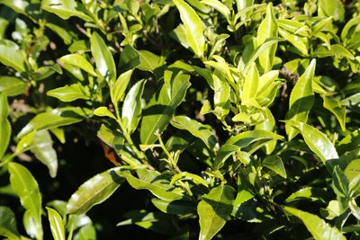 Nuwara Eliya Teeplantage Sri Lanka