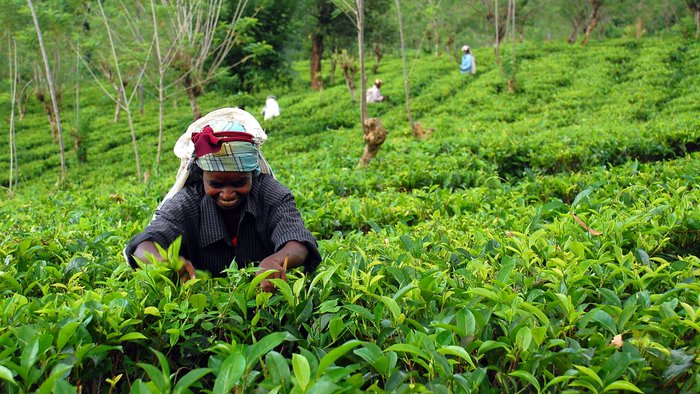 Teepflueckerin Sri Lanka