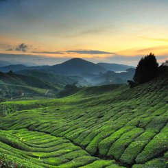 Cameron Highlands
