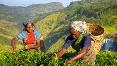 Teepflückerinnen Sri Lanka