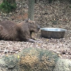 Capybara im River Wonders Singapur