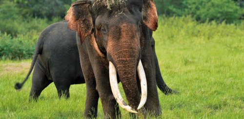 Elephant im Minneriya Nationalpark