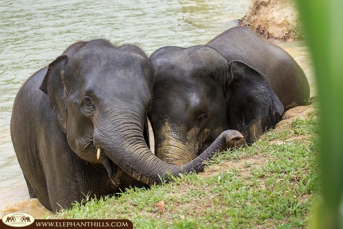 Elephant Hills Camp - hautnahe Begegnung mit Elefanten