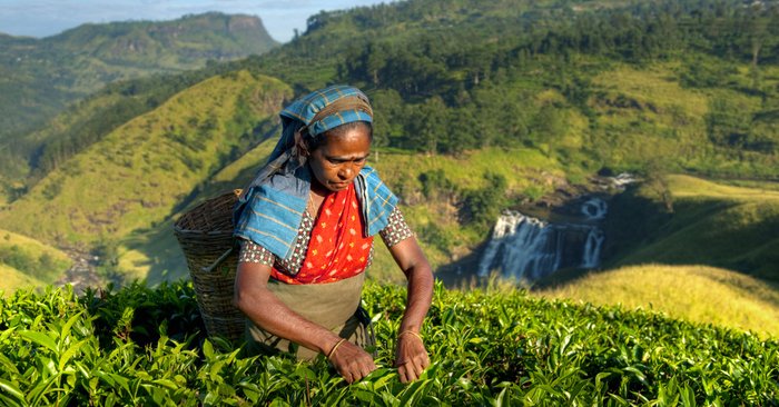 Teepflueckerin Sri Lanka