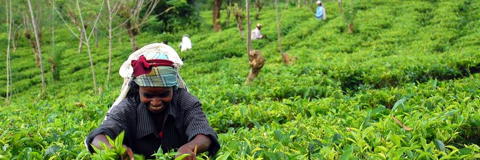 Teepflueckerin Sri Lanka