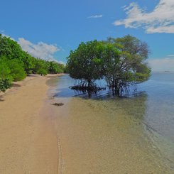 The Menjangan Bali - Mangroven