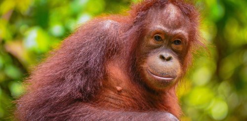 Orang Utan Borneo