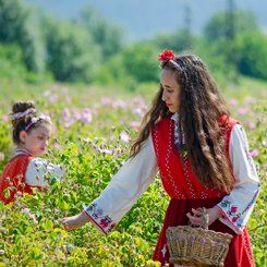 Rosenernte Kazanlak Bulgarien