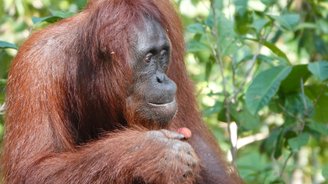 Orang Utan bei der Hausboottour im Tanjung Puting Nationalpark Borneo