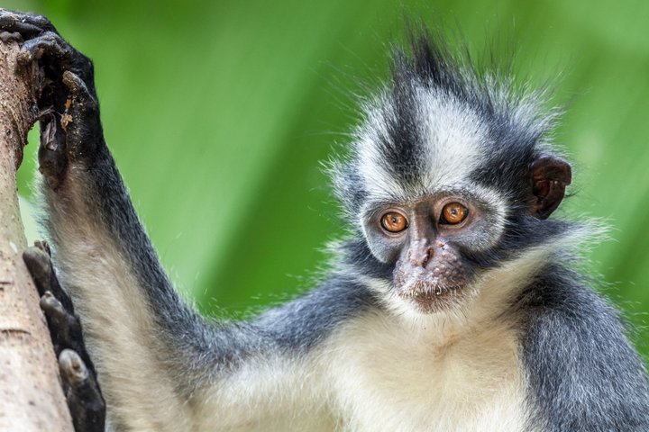 Thomas Langur Affe Sumatra
