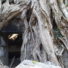 Kambodscha Ta Phrom