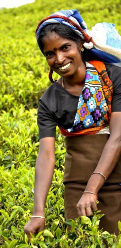 Teepflückerin im Hochland von Sri Lanka